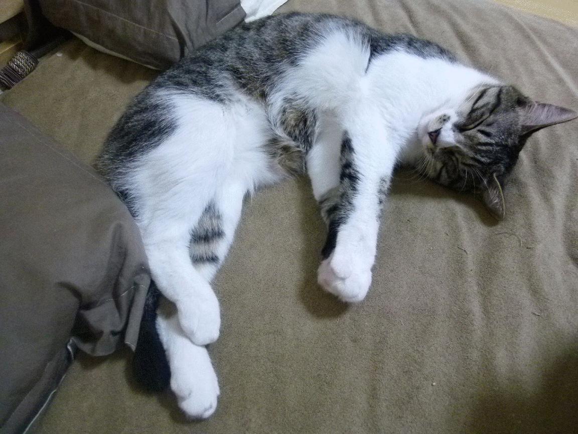 Kaiyun APP-林丹签约品牌助力青少年羽球普及，林丹羽毛球什么级别