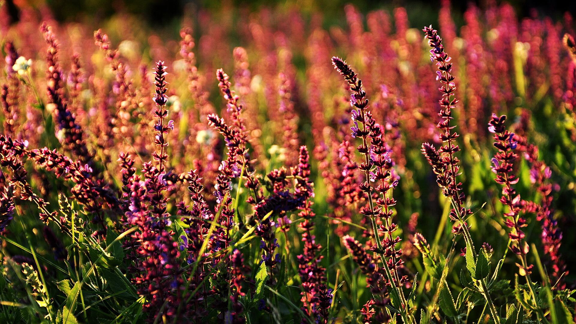 梅西带领阿根廷稳步迈向世界杯,状态火热